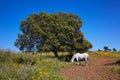 Dehesa grassland by via de la Plata way Spain Royalty Free Stock Photo