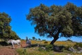 Dehesa grassland by via de la Plata way Spain Royalty Free Stock Photo