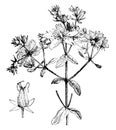 Dehiscing Capsule and Portion and Inflorescence of Hypericum Perforatum vintage illustration