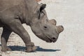 Dehorned Black Rhino in Etosha NP Royalty Free Stock Photo