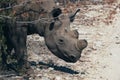 Dehorned Black Rhino in Etosha NP Royalty Free Stock Photo