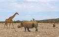 Dehorned Black Rhino Walking Infront Of A Giraffe Against A Natural Background - Africa