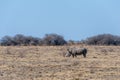 A Dehorned Black Rhinoceros