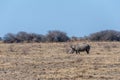 A Dehorned Black Rhinoceros