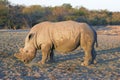 Dehorned rhino side view Royalty Free Stock Photo