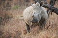 Dehorned Rhino South Africa Royalty Free Stock Photo