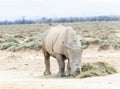 A dehorned Southern White Rhinoceros, Ceratotherium simum ssp. simum, is seen grazing on grass in a vast field in South Africa Royalty Free Stock Photo