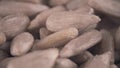 Pile of shelled raw sunflower seeds macro shot Royalty Free Stock Photo