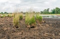 Dehydrated bank of a natural pond in a Dutch nature reserve Royalty Free Stock Photo