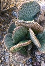 Dehydrated Beavertail cactus (Opuntia basilaris), prickly pear cactus, California, USA Royalty Free Stock Photo