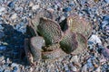 Dehydrated Beavertail cactus (Opuntia basilaris), prickly pear cactus, California, USA Royalty Free Stock Photo