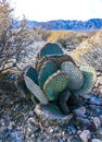 Dehydrated Beavertail cactus (Opuntia basilaris), prickly pear cactus, California, USA Royalty Free Stock Photo