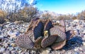 Dehydrated Beavertail cactus (Opuntia basilaris), prickly pear cactus, California, USA Royalty Free Stock Photo