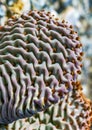 Dehydrated Beavertail cactus (Opuntia basilaris), prickly pear cactus, California, USA Royalty Free Stock Photo