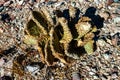 Dehydrated Beavertail cactus (Opuntia basilaris), prickly pear cactus, California, USA Royalty Free Stock Photo