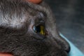 Dehydrated cornea of a sedated cat