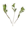 Dehydrated organic mint herb