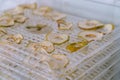 Dehydrating sheets with pieces of apples Royalty Free Stock Photo