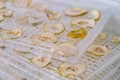 Dehydrating sheets with pieces of apples Royalty Free Stock Photo