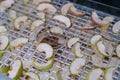 Dehydrating sheets with pieces of apples Royalty Free Stock Photo