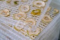 Dehydrating sheets with pieces of apples Royalty Free Stock Photo