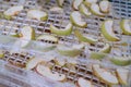 Dehydrating sheets with pieces of apples. Vegetarian apple chips in food dryer. Slices apples. Healthy and nutrition Royalty Free Stock Photo