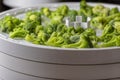 Dehydrating tray filled with broccoli ready to dry for food preservation Royalty Free Stock Photo