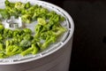 Dehydrating tray filled with broccoli ready to dry for food preservation Royalty Free Stock Photo