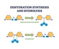 Dehydration synthesis and hydrolysis chemical process stages outline diagram