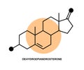 Dehydroepiandrosterone chemical formula