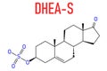Dehydroepiandrosterone sulfate or DHEA-S natural hormone molecule. Skeletal formula. Royalty Free Stock Photo