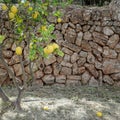 Deia, Mallorca, Spain - 11 June, 2023: Lemon tree in a garden near Deia, Mallorca, Balearic Islands, Spain Royalty Free Stock Photo