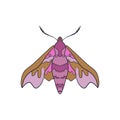 Deilephila elpenor. Pink hawk moth. Butterfly sketch