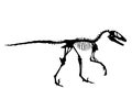 Deinonychus Fossil