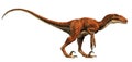 Deinonychus