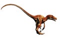 Deinonychus