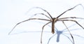 The Deinopis subrufa also called the rufous net-casting spider is a species of spiders in Australia.