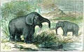 Deinotherium and mastodon of Miocene period, vintage engraving