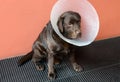 Dejected brown Labrador retriever dog wearing a cone collar Royalty Free Stock Photo