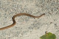 Dekay's Brownsnake - Storeria dekayi Royalty Free Stock Photo