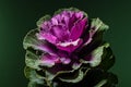 Dekorative brassica oleracea cabbage flower on green background