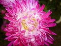 Aster flower terry cultivated plant Royalty Free Stock Photo