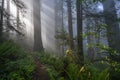 Redwoods Forest in the Morning