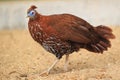 Delacour's Crested Fireback Royalty Free Stock Photo