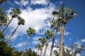 Deland Floria Palm trees with a blue sky and clouds Royalty Free Stock Photo