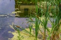 Delaware Canal Towpath and bulrush, Historic New Hope, PA Royalty Free Stock Photo