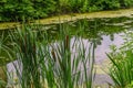 Delaware Canal Towpath and bulrush, Historic New Hope, PA