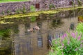 Delaware Canal Towpath and goose, Historic New Hope, PA Royalty Free Stock Photo