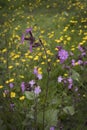 Red Campion Woodland flower