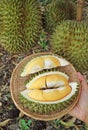 Freshly Harvested Opened Durian Fruit with the Ripening Fruits on the Tree Royalty Free Stock Photo